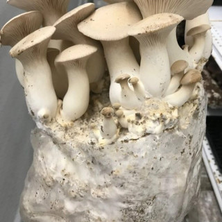بذر قارچ شاه صدف یا ارینجی 1KG